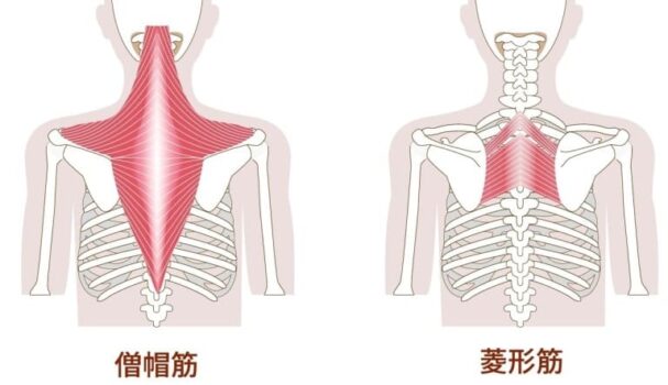 僧帽筋や菱形筋