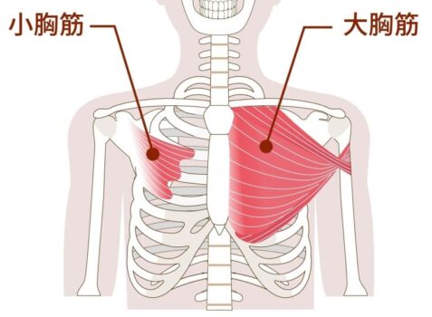大胸筋、小胸筋