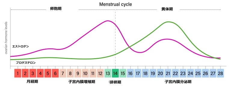 女性ホルモンの変動図