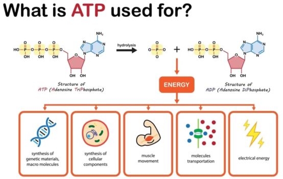 ATPとは