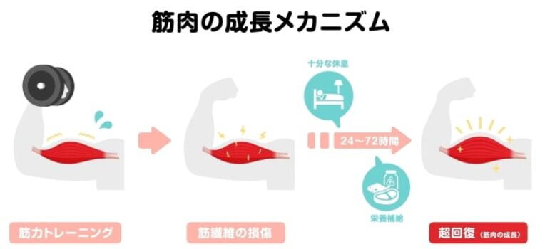 筋肉の成長メカニズム