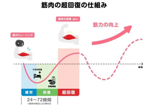 筋肉の超回復の仕組み
