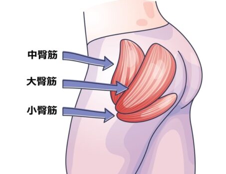 中臀筋：ヒップアップトレーニング